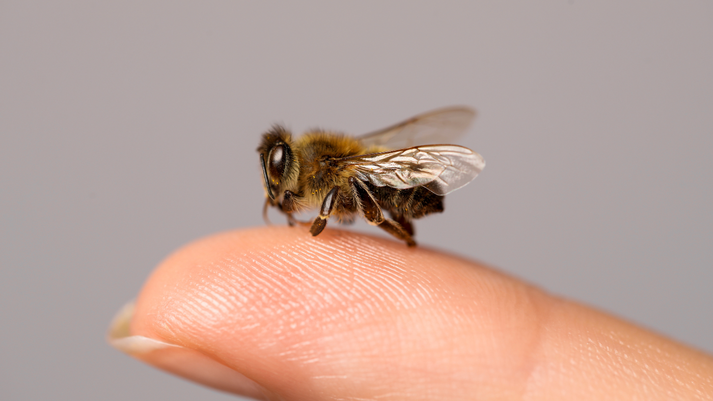 Little bee sitting on a finger tip | Can Bee Venom Remove Skin Tags?