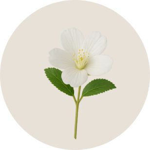 White flower with green leaves on a beige circular background