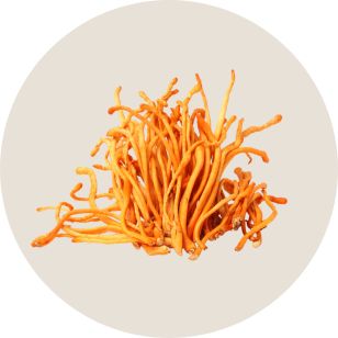 cordyceps mushroom