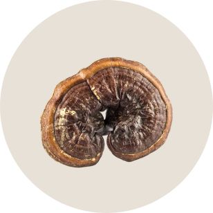 Dried reishi mushroom on a beige background