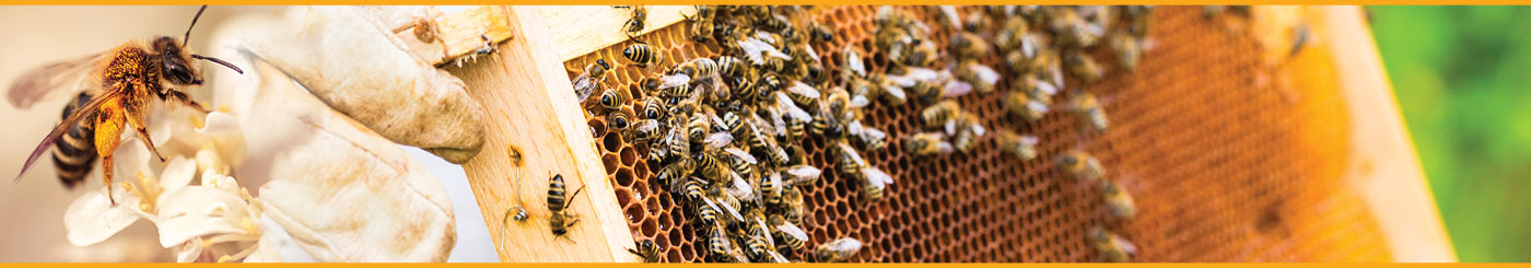 优质蜜蜂产品--自然地提高健康、免疫力、能量和更多的东西