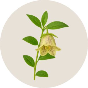 Illustration of a yellow flower with green leaves on a beige background