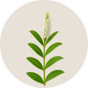 White flower with green leaves on a beige background