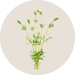 Bouquet of green herbs on a beige background