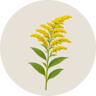 Illustration of a yellow flower with green leaves on a beige background