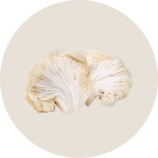 Close-up of a lions mane mushroom on a beige background